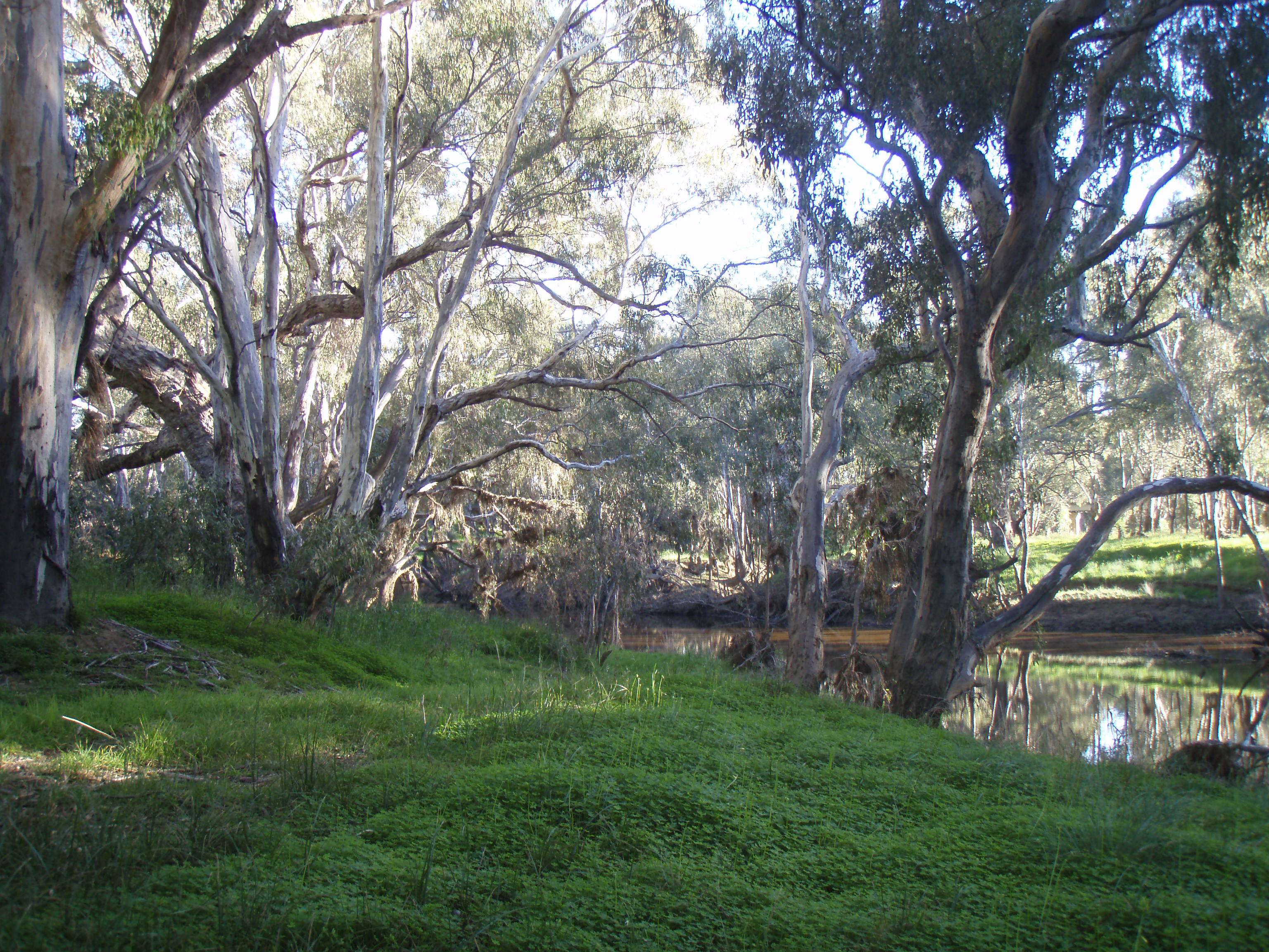Trees along the Campaspe River Trees along the Campaspe River